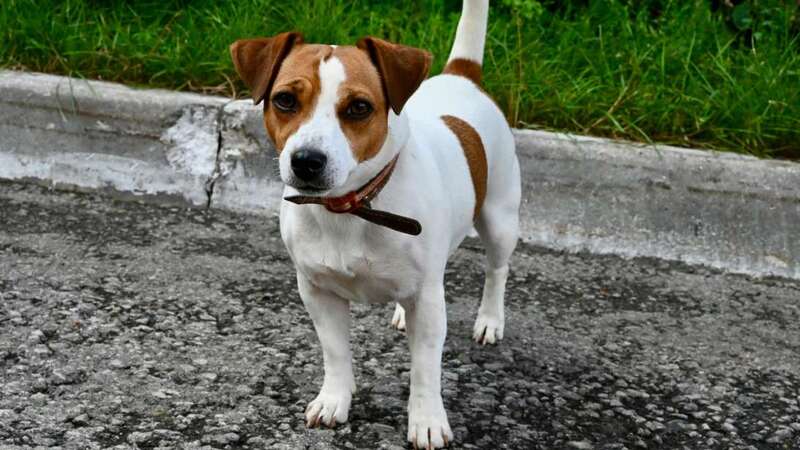 The Hidden Benefit Of Knowing Where Your Dog Is