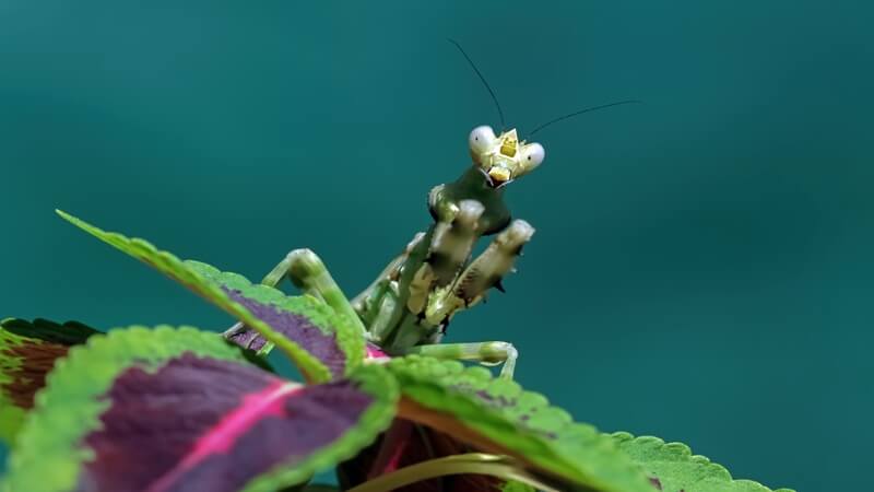 The Rarest Mantis: Metallyticus splendidus