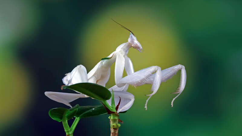 The Devil’s Flower Mantis: Nature’s Illusionist
