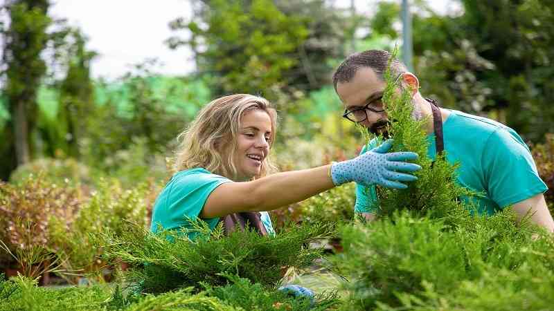 How Do You Choose a Reliable Tree Service Company?
